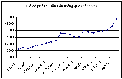 Giá cà phê tăng 3 triệu đồng/tấn chỉ trong 2 ngày (1)