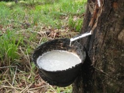 Giá cao su thấp nhất 1 tháng