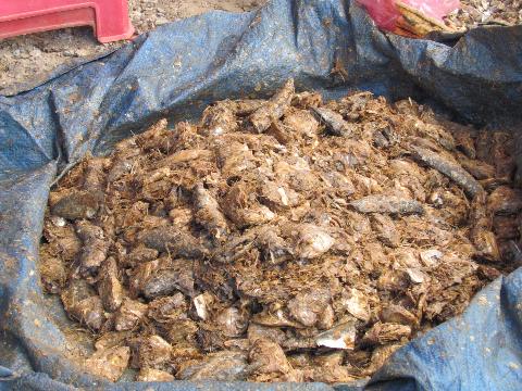 Chợ quê tràn lan hàng dởm, đồ ôi (1)