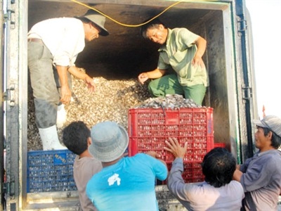 Thủy sản 'bò' qua Trung Quốc: Bài học cho doanh nghiệp nội (1)
