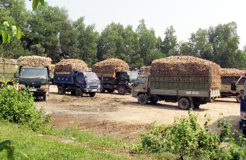 Sắn khó bán, giá thấp (1)