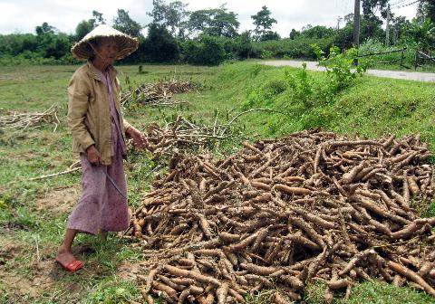 Sắn khó bán, giá thấp (2)