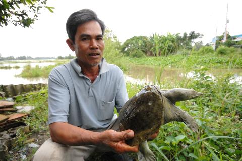 Nuôi ba ba lãi gấp 3 lần cá, lúa (1)