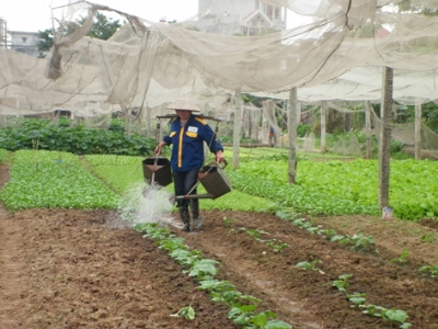 Quản lý an toàn thực phẩm: Cha chung không ai khóc (1)