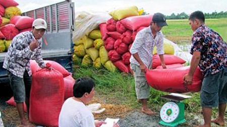 Nghèo trên cánh đồng vàng: Khổ vì lúa chất lượng cao (2)