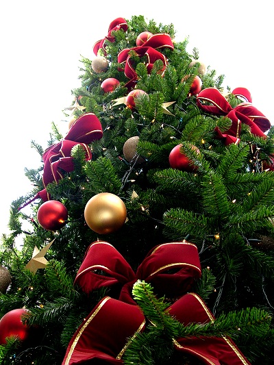 7 điều bạn chưa biết về ngành kinh doanh cây Giáng Sinh ở Mỹ (2)