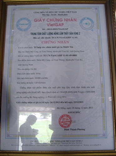 Gà VietGAP chưa có thị trường riêng (1)
