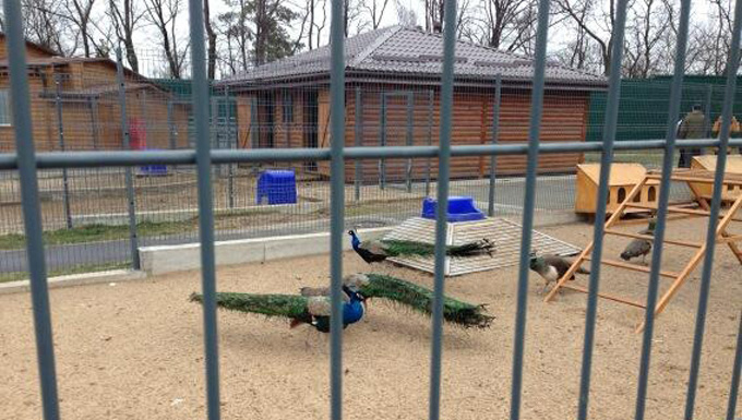 Các con thú quý hiếm trong vườn thú của ông Yanukovych. Ảnh: Twitter