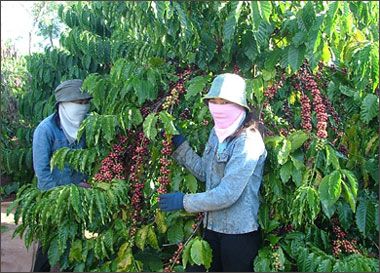 Tin đồn cà phê Việt Nam sắp sụp đổ: Có lửa mới có khói