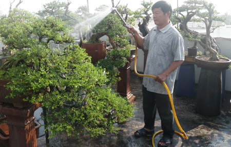 Ông Trần Thắng đang chăm sóc vườn bonsai trên sân thượng nhà mình.