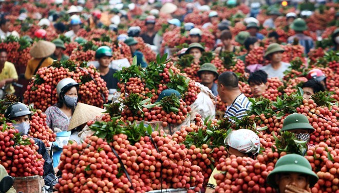 Mỗi năm vứt đi 5000 tỷ từ 200.000 tấn vải thiều 3 Nếu không bán cho Trung Quốc thì Việt Nam ăn nhòe vải nhưng không thu được ngoại tệ