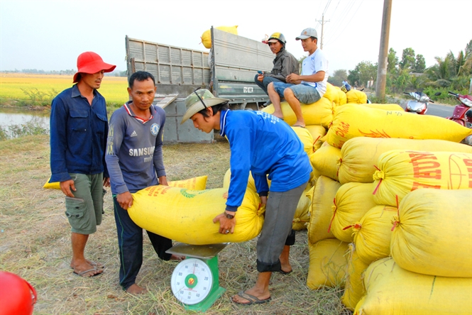 Liên kết phát triển cánh đồng lúa thơm (1)