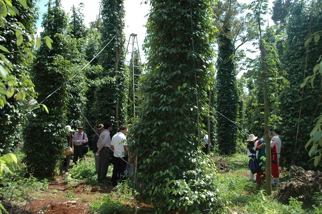 Hồ tiêu, cây trồng 