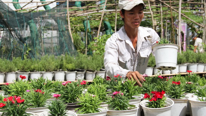 Hoa tết: trồng rồi... lo (1)