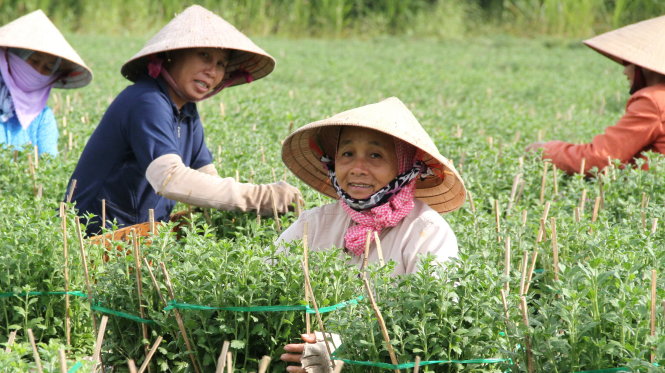 Hoa tết: trồng rồi... lo (2)