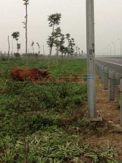 Thả bò, xả rác ngập Đại lộ Thăng Long (15)