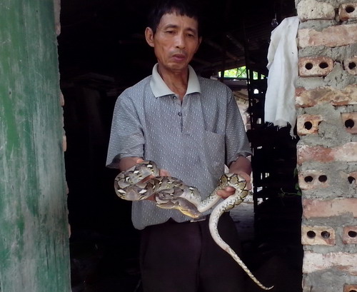 Làng rắn Vĩnh Sơn: Nông dân kiếm bạc tỷ mỗi năm nhờ rắn hổ mang