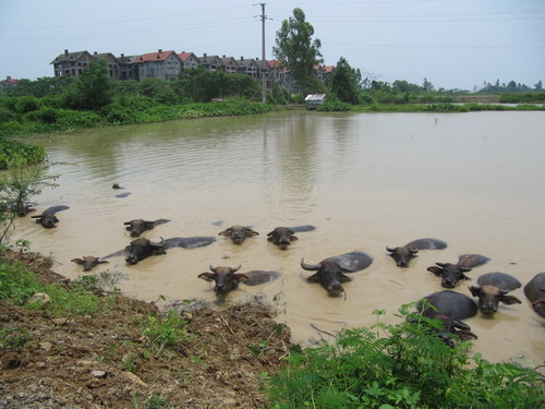 Cận cảnh hàng trăm “biệt thự ma” ở khu Bắc An Khánh (1)