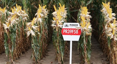 Nông nghiệp yêu nước' kiểu Trung Quốc