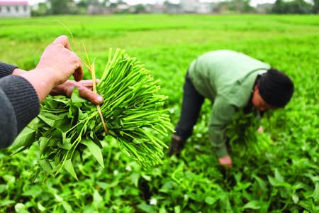 [Hôm nay có gì?] Một bó rau muống Hà Nội sắp bằng một tháng truyền hình cáp Viettel