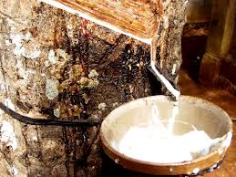 DPR: Giá bán cao su bình quân 2 tháng đầu năm đạt 61,7 triệu đồng/tấn