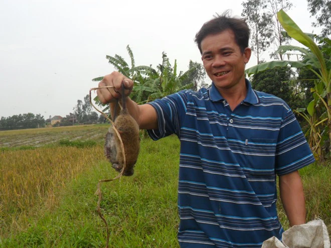 Thái Bình: Mỗi nhà kiếm vài chục triệu/tháng nhờ săn chuột 2