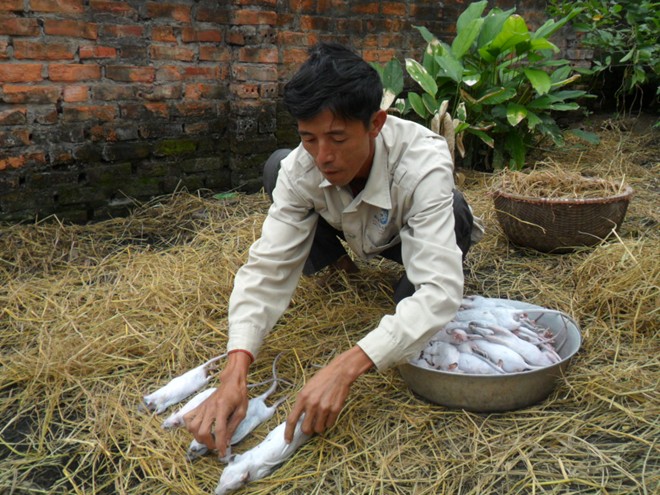 Thái Bình: Mỗi nhà kiếm vài chục triệu/tháng nhờ săn chuột 5