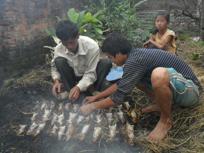Thái Bình: Mỗi nhà kiếm vài chục triệu/tháng nhờ săn chuột 7