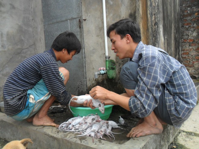 Thái Bình: Mỗi nhà kiếm vài chục triệu/tháng nhờ săn chuột 8