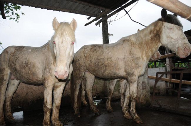 Khám phá trang trại nuôi ngựa bạch lớn nhất cả nước (1)
