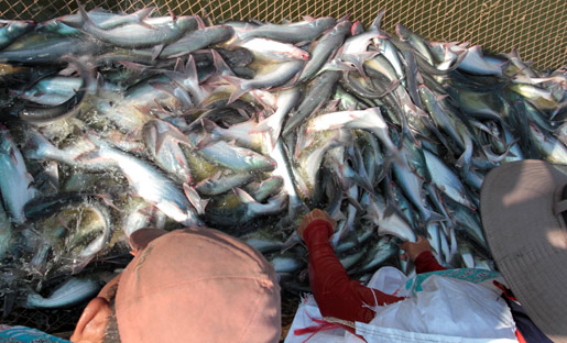 đại gia; thủy sản; Cần Thơ; hầu tòa; ngân hàng