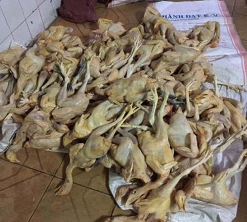 
Gà chết được mua về làm chà bôn.

