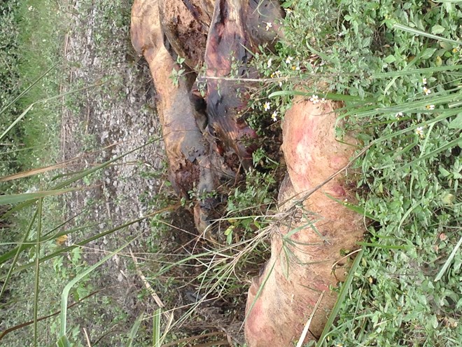  Vẫn còn nhiều xác lợn chết bị vứt rải rác dọc đường quốc lộ ở khu vực này. (Ảnh: Việt Hòa) 