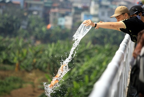 Tuyệt đối không nên ném cá chép từ trên cao xuống như thế này