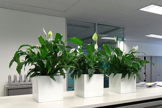 Trong văn phòng nên bày những chậu cây có lá tròn, xum xuê để tăng vận may.