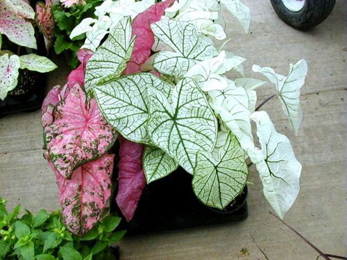 Cây Môn kiểng co tên khoa học là Caladium hortulanum. Tất cả các bộ phận của cây đều có chất độc Calcium oxalate và Asparagine Khi ăn phải sẽ dẫn đến nguy cơ bị bỏng, ngứa rát vùng miệng, niêm mạc ruột.