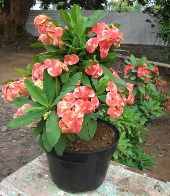 Xương rồng bát tiên có tên khoa học là Euphorbia milii splendens. Theo các nhà thực vật học, nhựa của loại cây này gây bỏng rát da khi tiếp xúc.