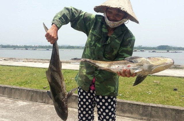 Các loại cá có trọng lượng 3 - 4 kg chuẩn bị đến kỳ thu hoạch thì lăn ra chết được người dân vớt lên bờ. Ảnh: T.L.