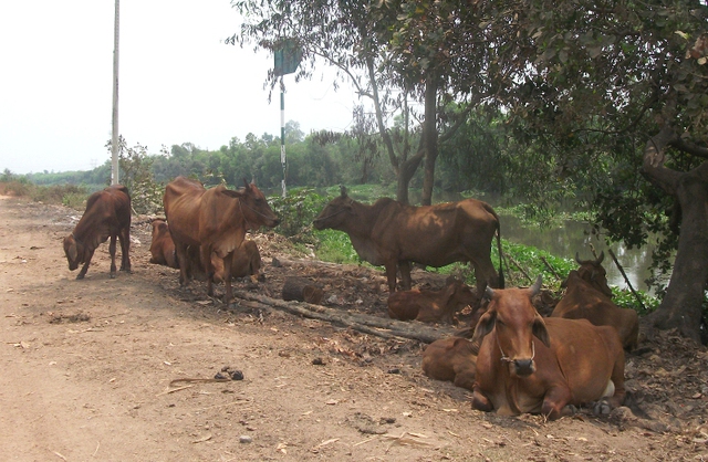 Cũng giống như nhiều dự án khu dân cư bỏ hoang khác trên địa bàn TP.HCM, bên trong Dự án khu Đô thị Đại học quốc tế Việt Nam là vùng đất rất lý tưởng cho việc chăn thả trâu bò vì nguồn cỏ xanh tốt quanh năm.