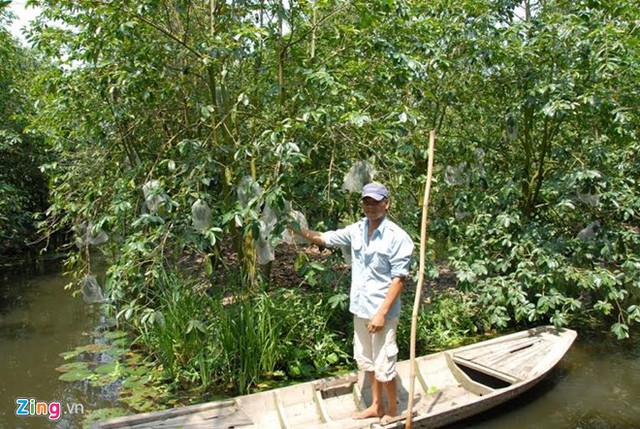  Tại Vĩnh Long, xâm nhập mặn đã ảnh hưởng nhiều vườn cây ăn trái chuyên canh bưởi da xanh, sầu riêng, xoài.Trong khi đó ở Hậu Giang và Vĩnh Long là vùng chuyên sản xuất cây ăn trái, nhưng từ sau Tết đến nay độ mặn lấn sâu, có nơi đo được trên 3%. 