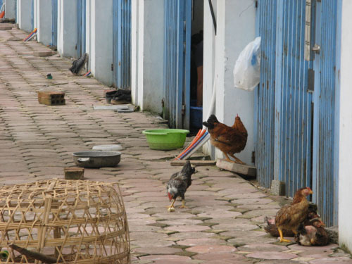 Nhà triệu đô Văn Phú biến thành chuồng gà, vịt