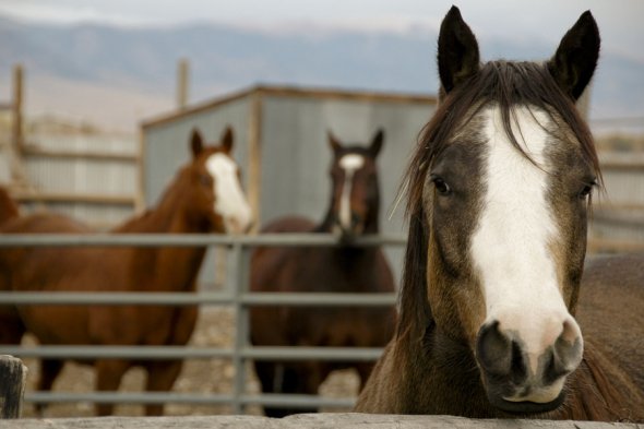 At 12 he moved to a 3½ acre garden and began to use a horse and cart (1856)