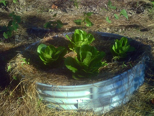 When Heinz turned six, he began helping his mother with her garden (1850)