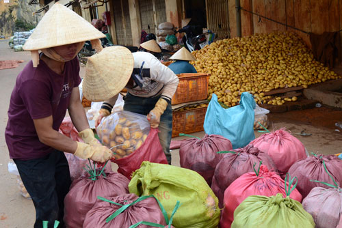 Biến Khoai tây Trung Quốc thành Đà Lạt 7