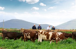 Vinamilk chuẩn bị khánh thành trang trại bò sữa Organic chuẩn Châu Âu đầu tiên tại Việt Nam