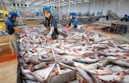 Mỹ tiếp tục áp thuế chống bán phá giá cá tra Việt Nam