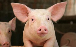Hưởng lợi từ giá lợn, Dabaco (DBC) báo lãi 6 tháng cao gấp 28 lần cùng kỳ với 750 tỷ đồng