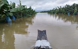 Thêm một cái "hạn" chưa từng có HAGL Agrico (HNG): 1.500 ha trái cây sắp thu hoạch tại Lào đang bị ngập lụt nặng nề