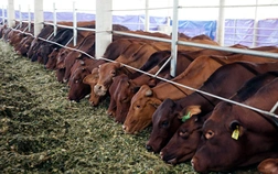 Về với Vinamilk, Vilico muốn đầu tư 1.700 tỷ làm trang trại bò thịt, xâm nhập thị trường quy mô 10 tỷ USD