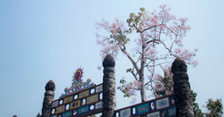 Ghé Huế dịp này để ngắm "vương giả chi hoa", loài hoa Đế Vương được khảm trên Nhân đỉnh trong Đại Nội